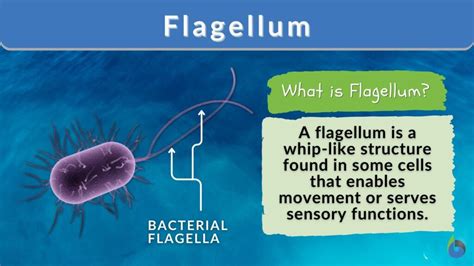 bacteria that are similar to flagella